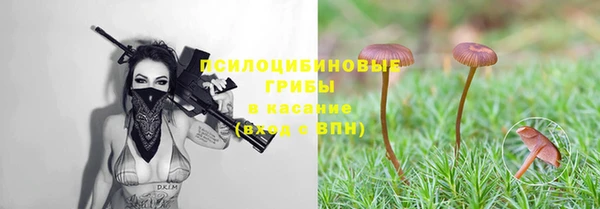 индика Ладушкин